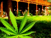 High Times Cannabis Cup 2013